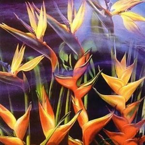 Birds of Paradise 10 Limited Edition Lithographs